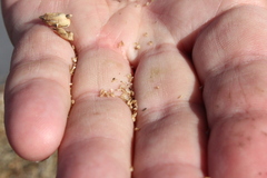 Castilleja levisecta