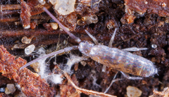Tomocerinae