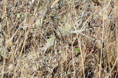 Castilleja levisecta