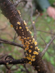 Lachnellula