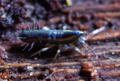 Lepidocyrtus paradoxus