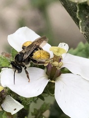Exomalopsis bruesi