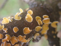 Lachnellula