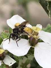 Exomalopsis bruesi