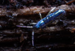 Lepidocyrtus paradoxus