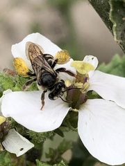 Exomalopsis bruesi