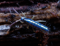 Lepidocyrtus paradoxus