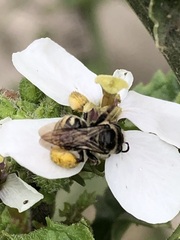 Exomalopsis bruesi