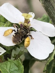 Exomalopsis bruesi