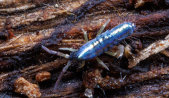 Lepidocyrtus paradoxus