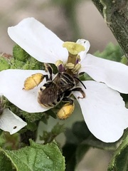 Exomalopsis bruesi