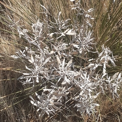 Tessaria absinthioides