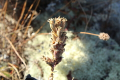 Silene scouleri scouleri