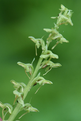 Platanthera stricta
