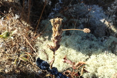 Silene scouleri scouleri