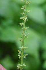 Platanthera stricta