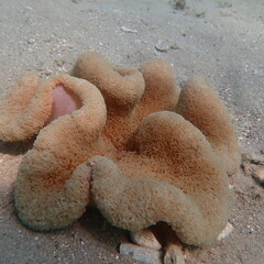 Stichodactyla haddoni