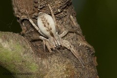 Arachosia praesignis