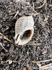Acanthinucella