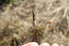 Brodiaea coronaria