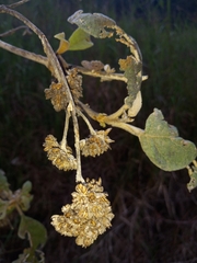 Buddleja domingensis