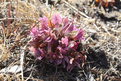 Aphyllon californicum