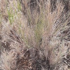 Baccharis spartioides