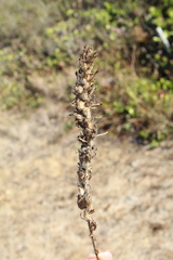 Orobanchaceae