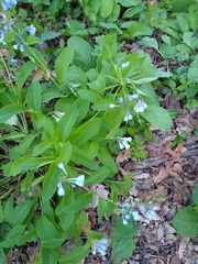 Mertensia virginica