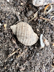 Acanthinucella