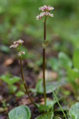 Leptarrhena pyrolifolia