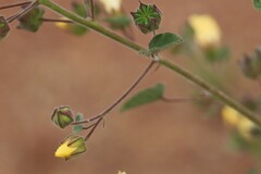 Abutilon fraseri fraseri