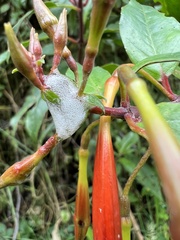 Fuchsia venusta