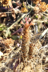 Orthocarpus bracteosus