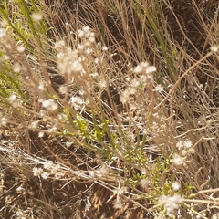 Baccharis spartioides