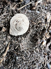 Acanthinucella