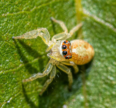 Opisthoncus sexmaculatus