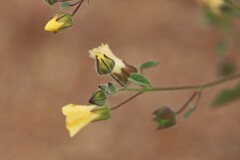 Abutilon fraseri fraseri