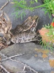 Lithobates neovolcanicus
