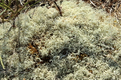 Cladonia portentosa