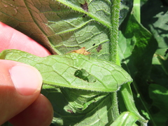 Podisus maculiventris