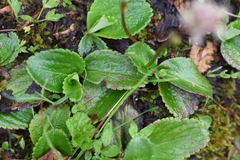 Leptarrhena pyrolifolia