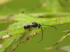 Eucoilinae