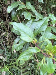 Fuchsia venusta