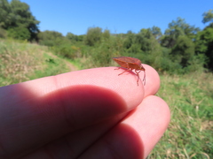 Podisus maculiventris