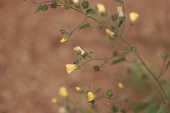 Abutilon fraseri fraseri