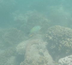 Abudefduf whitleyi