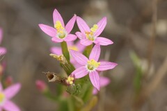 Centaurium