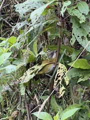 Chlorospingus flavopectus