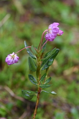 Kalmia microphylla